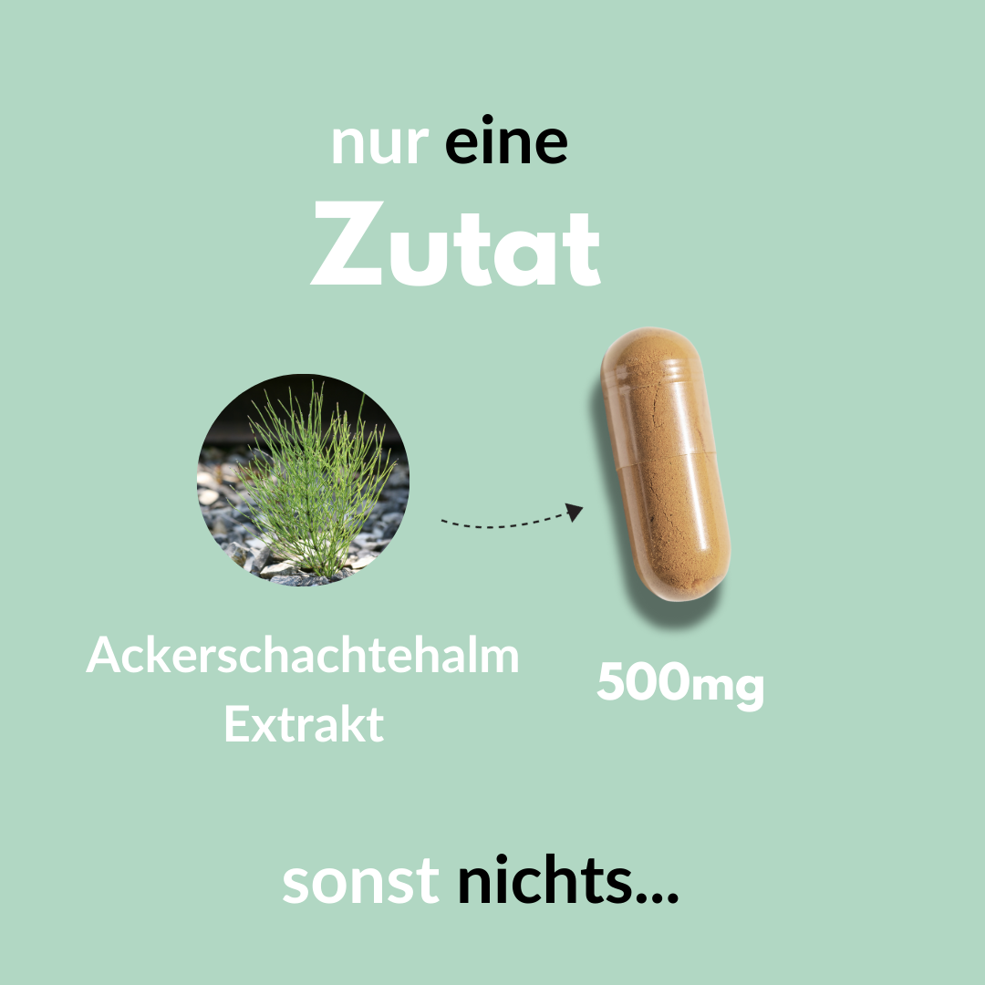 Ackerschachtelhalm Extrakt