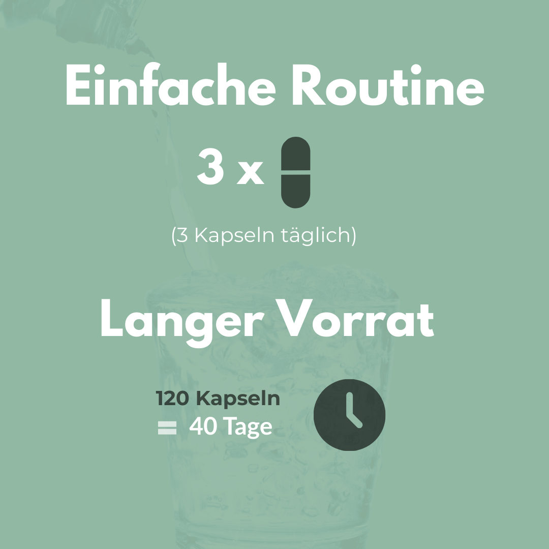 Ackerschachtelhalm Extrakt